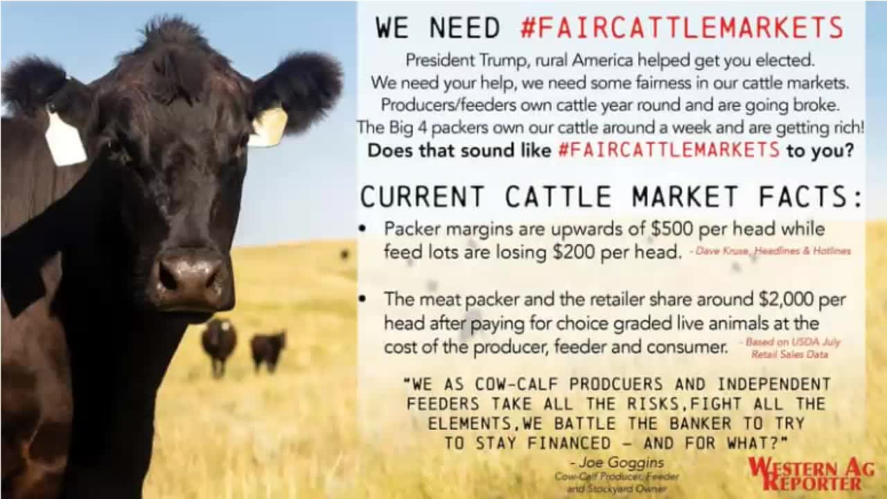 Cattle Market Summary 6 7 Russele Sleep Wins Gold Feeder Flash